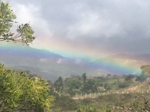 Honduran Rainbow1